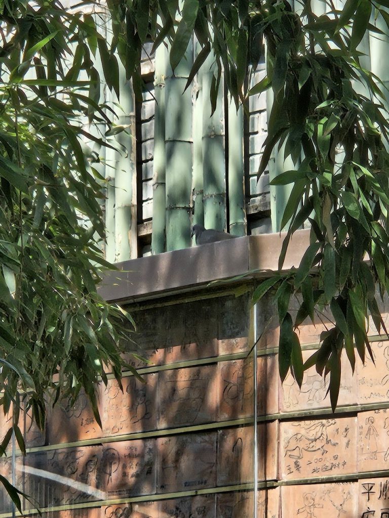 Bamboo and leaves casting filtered shadow across a quiet wall surface.