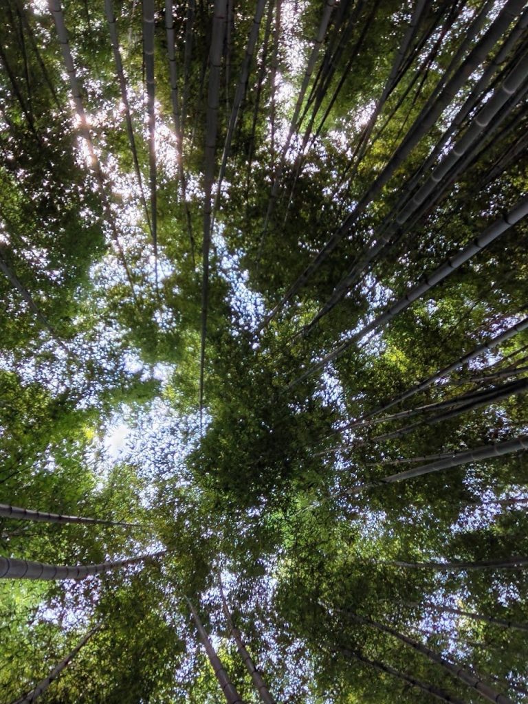 Bamboo stems rising overhead into a natural canopy of lines and filtered light.